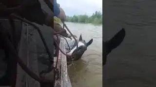 #help #спасение #movie #лошадь #horse #конноеранчо #life #animals #моялошадь