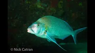 Grey Morwong - Nemadactylus douglasi