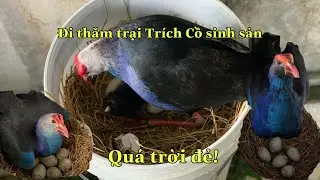 Đi Thăm Những Tổ Trứng Trích Cồ Sinh Sản Đầu Mùa|Góc Chăn Nuôi