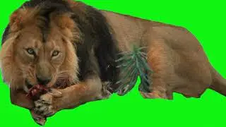 green screen lion attack video #greenscreen #animalgreenscreen #freegreenscreen