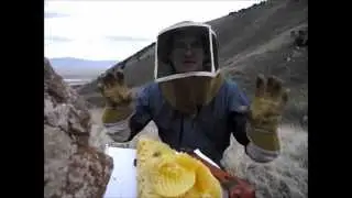 Bees in Space?