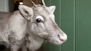 Rentier Lars aus britischer Handaufzucht st&ouml;&szlig;t zur Herde und macht sich f&uuml;r Weihnachten bereit