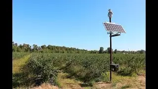 Láser ahuyentador de aves en granja de arándanos - 99% reducción de aves!