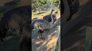 Australian National Zoo & Aquarium - Part 10