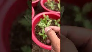 S&acirc;u vẽ b&ugrave;a. Hoa vạn thọ. Hoa tết 2026 #shortvideo #bamboo1 #bonsai