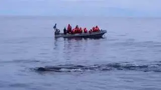 Sperm whales socializing with us - Futurismo Azores Whale Watching