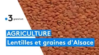 Graines d'Alsace, des agriculteurs se lancent dans la culture de lentilles, pois chiches et quinoa
