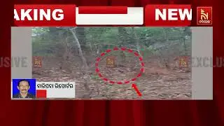 Black Tiger Roams Similipal Foothills &ndash; Never-Seen-Before Video Goes Viral | Nandighosha TV