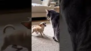 These AI Cats Are Out of Control 😹 | SORA 2 Ultra-Realistic Compilation