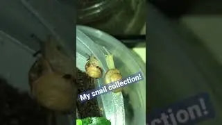 This is my snail collection, yes.. I breed land snails!
