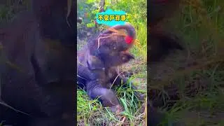 #elephants #elephant #wildlife #elephantlove #elephantsofinstagram