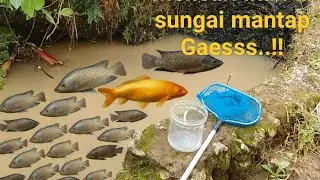 MENCARI IKAN MUJAIR DI SUNGAI! Petualangan Seru Mancing Ikan Mujair! 🌊🐟