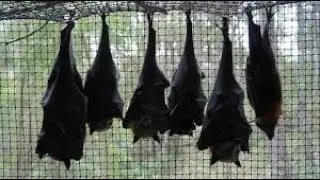 భారత దేశంలో గబ్బిలాలకు(BATS) కరోనా