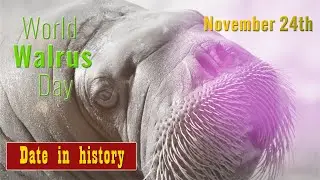 World Walrus Day. Date in history! Important date! Conservation! Walrus.