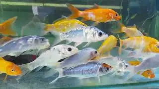 Our New Fish Tank | Buying New Fish | First Time Tank Setup | Episode 4