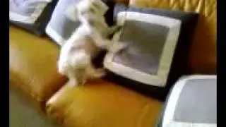 Daisy Roll!