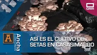 C&oacute;mo funciona el cultivo artesanal de setas en Casasimarro | Ancha es Castilla-La Mancha