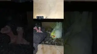 Mini vlogs with bird's 🦜 bird's hand feeding formula #birdslover #minivlog #handfeed #shortsfeed
