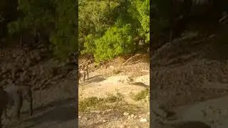 Aa gae Maharaj.. #wildlife #river #jungle #mountain #learning #viral #trending #rohit #plssupport