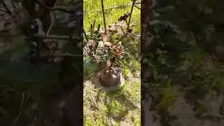 Touring a Salvaged Junk Artists' Repurposed Garden Art Display Unique Upcycled Sculptures #shorts