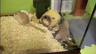 jerbitos pululando en casa