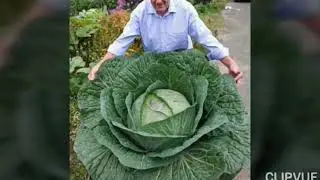 Top(10)biggest vegetables in the world.