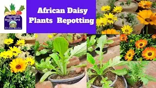 How to repot African #Daisy Plants with soil &ndash; fertilizer tips in big size pots at Asim Garden