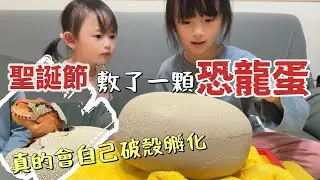 圓一個孵化恐龍蛋的夢！墨摩聖誕節的儀式感「DIY聖誕樹、拆禮物、孵恐龍蛋」