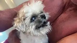 Care of a 16-18yr old Shih Tzu