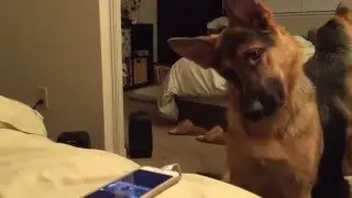 My German Shepherd Howling and doing head tilts