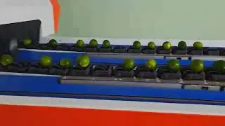 green lemon sorting and grading machine # fruit sizer # In Vietnam