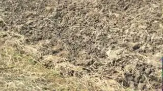 エピナオが田舎の蛇を発見