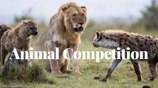The Fascinating World of Animal Competition: Nature's Ultimate Showdowns