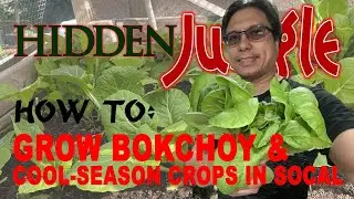 How to grow bok choy in hot weather