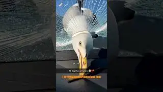 Seagull goes thru windshield #memes #funnyvideo #funny #viral #viralshorts #crash #death #sad