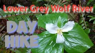 Lower Grey Wolf River Olympic peninsula Hike