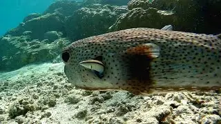 Bluestreak cleaner wrasse and Spot-fin porcupinefish, Губан-чистильщик и Длинношипая рыба-ёж