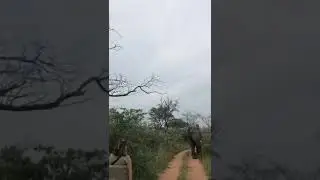 Close Elephant Encounter - Part 1