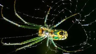 Orchard orb weaver spider making web