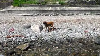 Rhodesian Ridgeback puppy doesn't like the water!