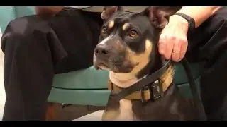 Creation Discussion - Is your dog evidence of intelligent design?
