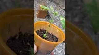 Outdoor grow/monster crop 1st grow