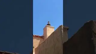 Real vicious hawk attacking poor plastic owl on chimeny!