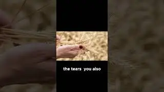 The Parable of the Wheat and the Tares Explain