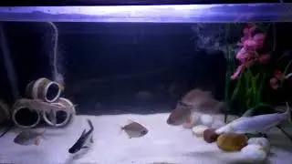 # video 95- silver dollar fish information