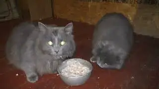 Funny cats eat porridge on the evening of February 12