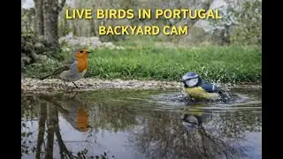 24.01.2026 07:30 🟥 LiveStream &ndash; Bird Activity at a Peaceful Backyard Pond