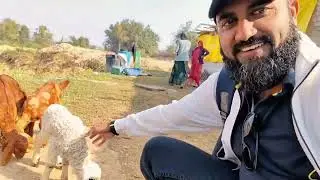 Farm Visit on Sunday