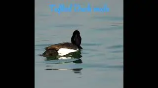 Tufted Duck #shorts #ytshorts