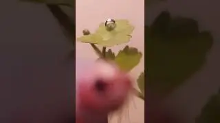 Fish jumpscare